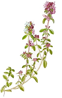 materidouska.jpg