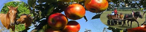 Omlouv�me se, ale obrazek nebyl dod�n